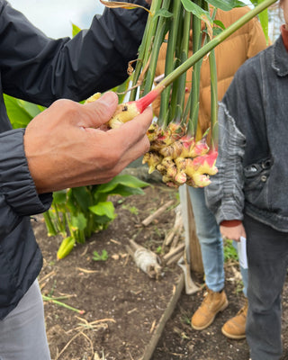 Ginger, freshly harvested