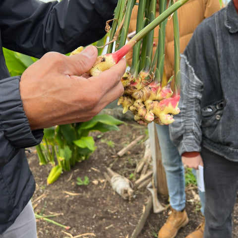 Ginger, freshly harvested